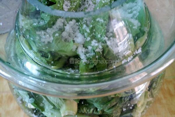 泡菜的做法图解8