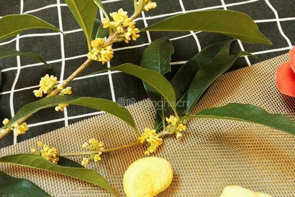 糖芋圆子栗羹汤的做法图解14