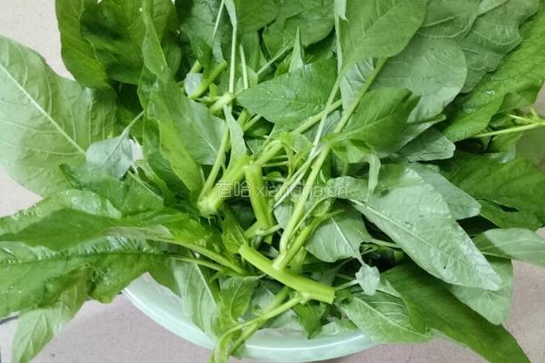 素炒苋菜的做法图解2