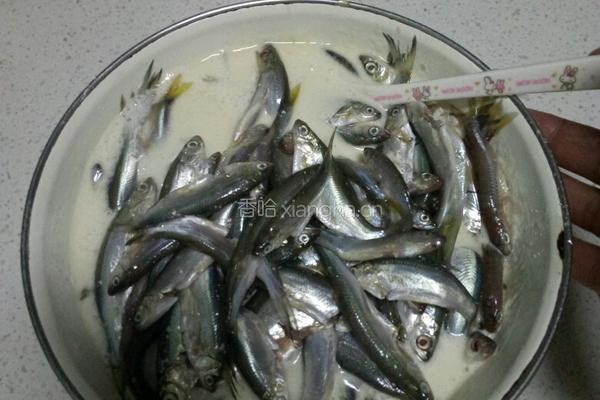 小面鱼的做法图解5