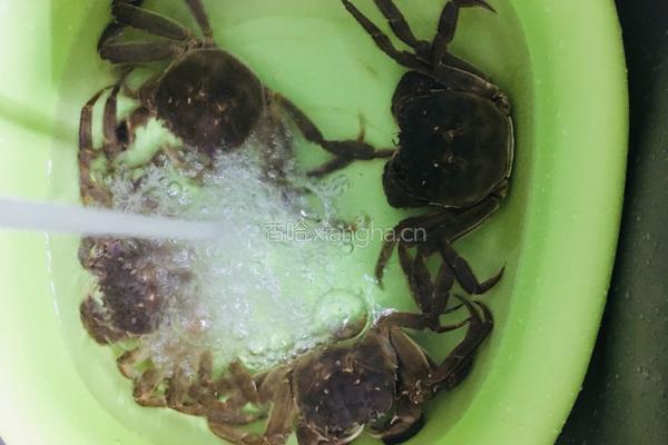 清蒸大闸蟹的做法图解1