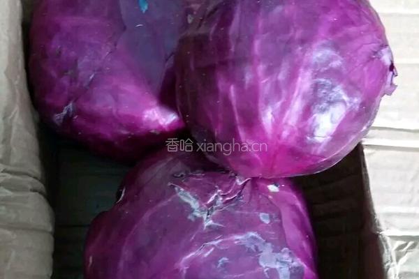 很高兴遇见你 自创沙拉的做法图解7