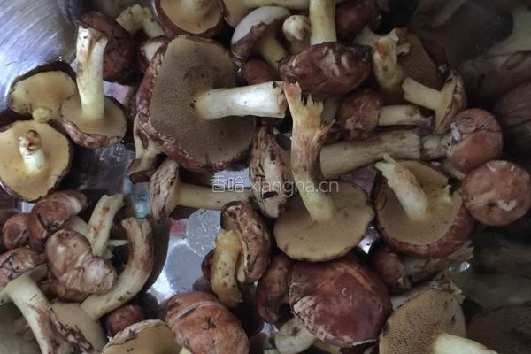 老咸菜炒鲜松蘑的做法图解3