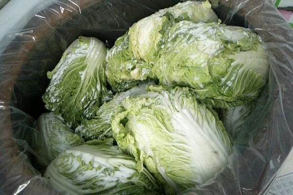 东北腌酸菜的做法的做法图解9
