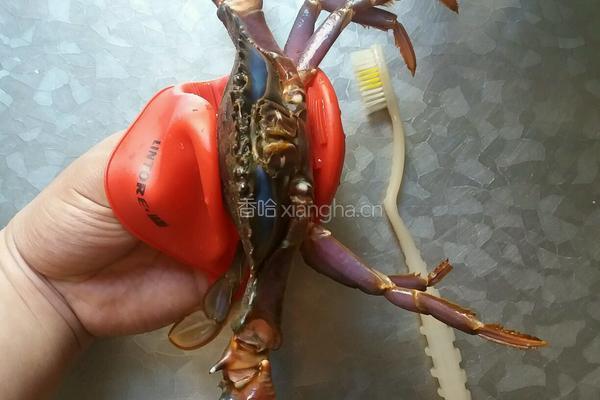 清蒸（赤甲红）螃蟹的做法图解3