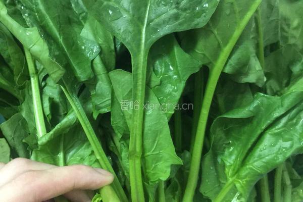 素炒菠菜的做法图解1