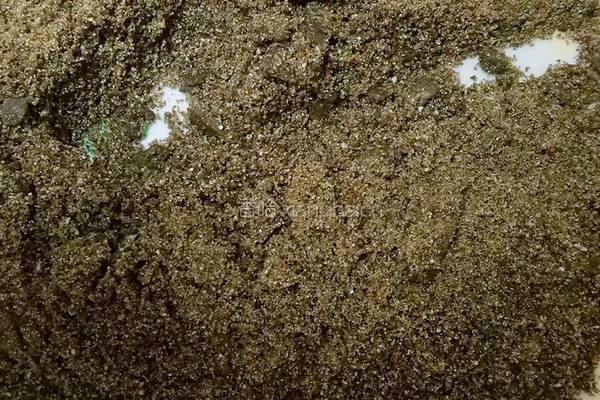 自制三黑芝麻糊的做法图解9