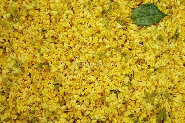 桂花蜜的做法图解2