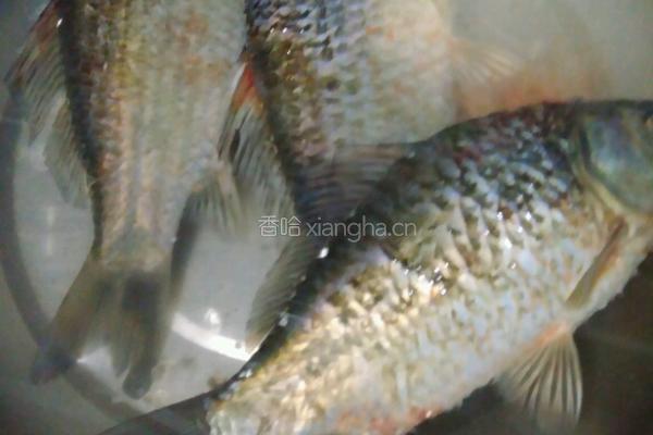 鲫鱼萝卜汤的做法图解1