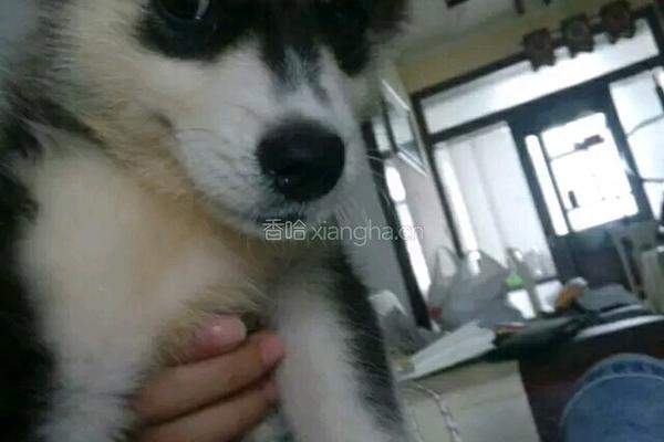 茶树菇炒牛柳的做法图解7