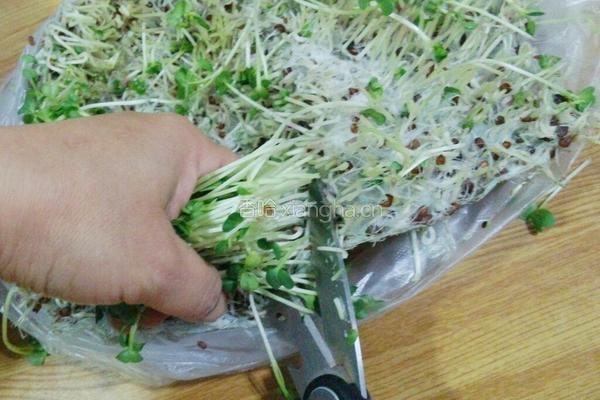 萝卜苗拌红果的做法图解2