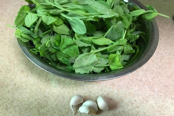 蒜蓉豌豆尖的做法图解1