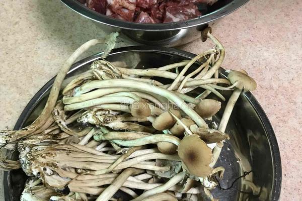 茶树菇炖排骨的做法图解1