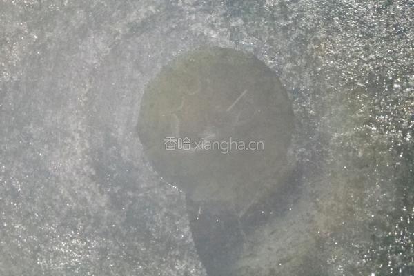 炒人造肉的做法图解5