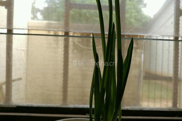 煮意面的做法图解2