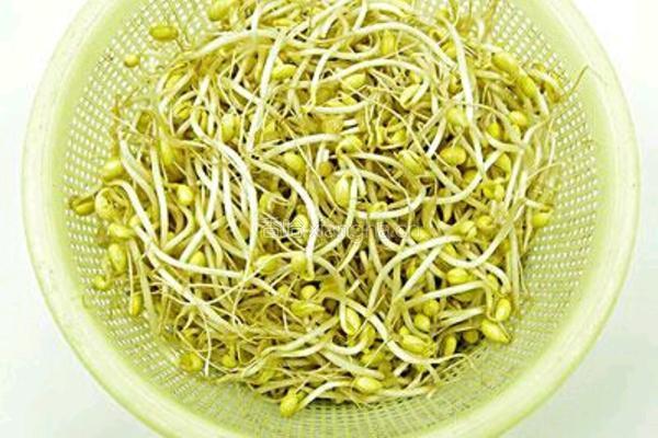 牛筋烩豆芽的做法图解2