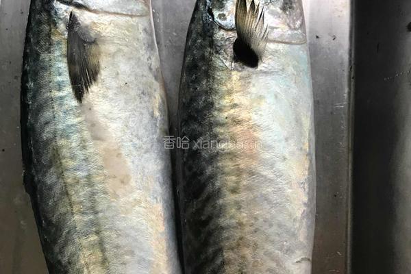 红烧青占鱼的做法图解1