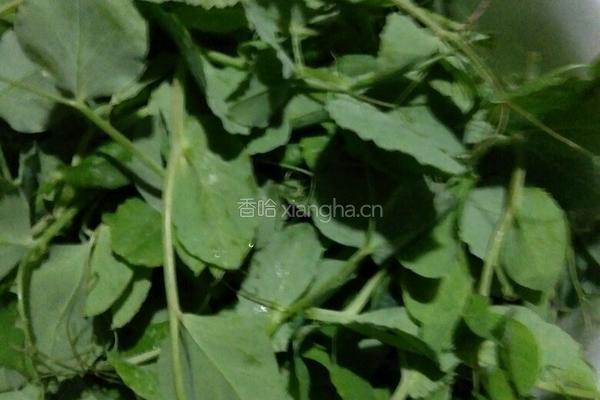 瘦肉豌豆尖汤的做法图解4