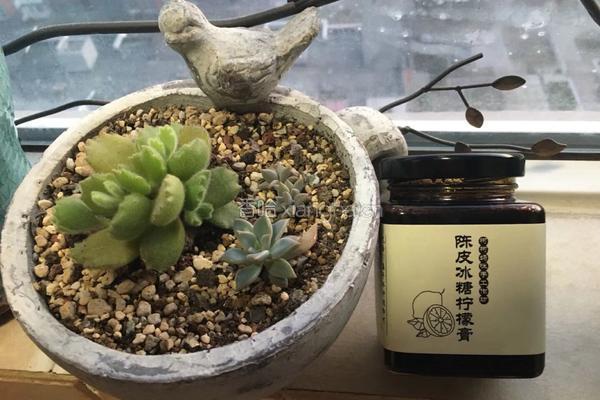陈皮冰糖柠檬膏的做法图解8