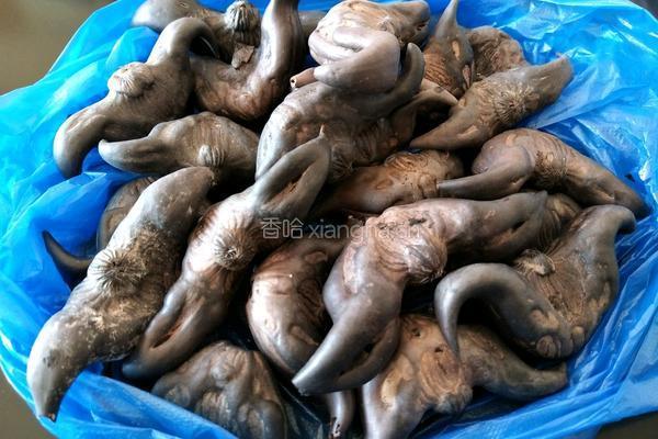 盐水菱角的做法图解1