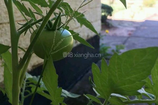 自己种西红柿