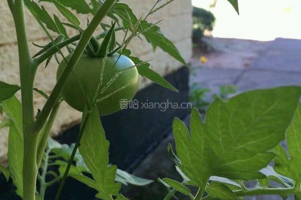自己种西红柿的做法图解3