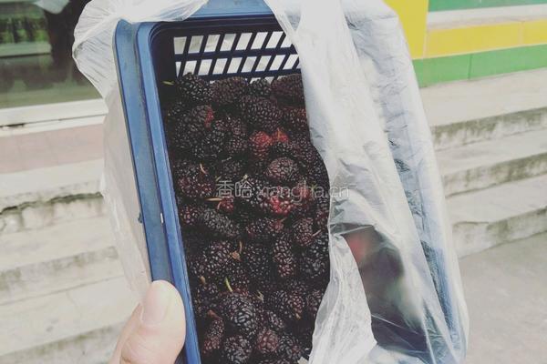 桑葚酱的做法图解1