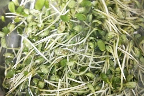 炒豌豆苗的做法图解1