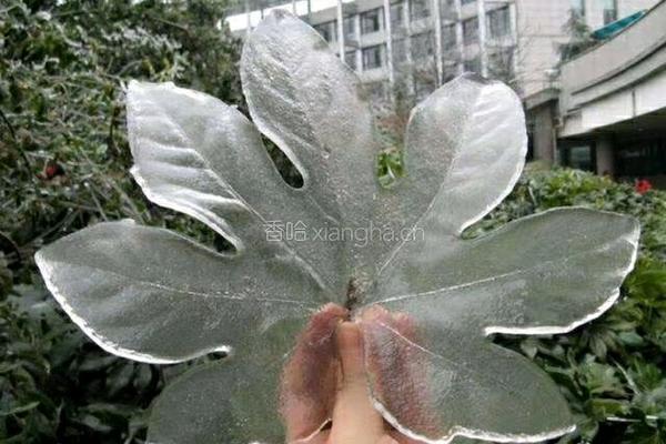 清蒸金鲳鱼的做法图解3