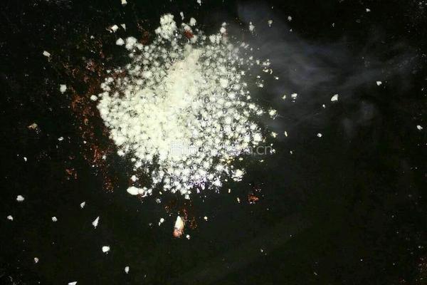 蒜蓉炒猪肝的做法图解4