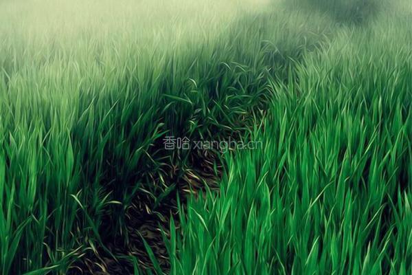 酱虾土豆（适合小孩子吃的）的做法图解1