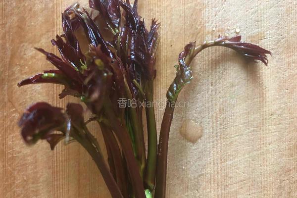 香椿海参摊饼的做法图解7