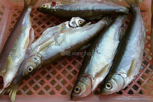 家常白条鱼的做法图解1