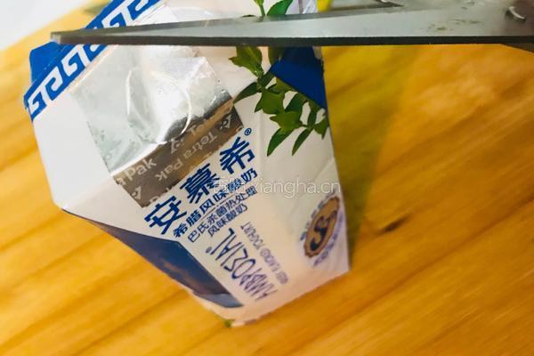 超简易网红盆栽芒果奶昔的做法图解5