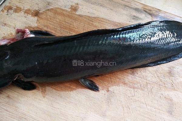 烧鲶鱼的做法图解1