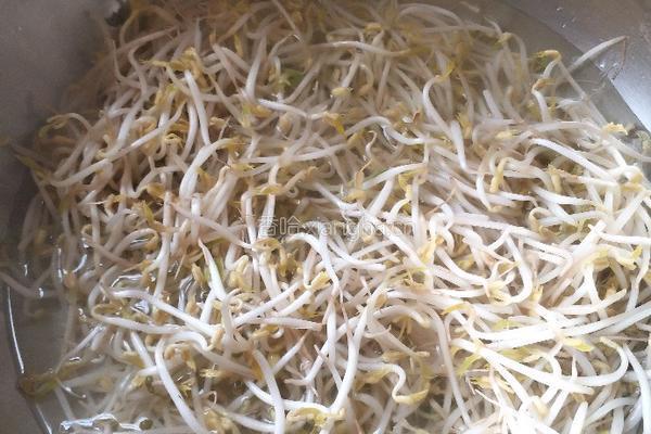 青椒绿豆芽的做法图解1