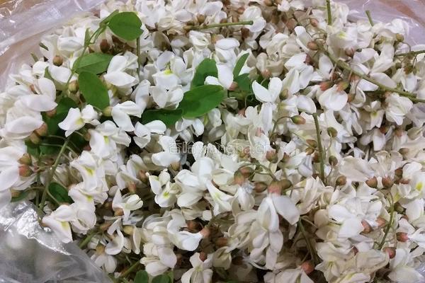 槐花饺子的做法图解2