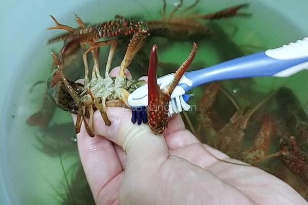 麻辣小龙虾的做法图解2