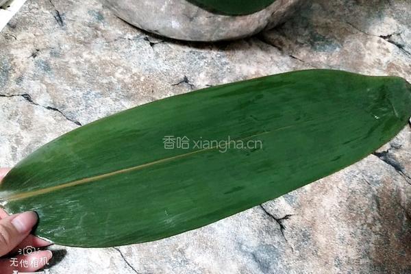 家乡牛角粽的做法图解8