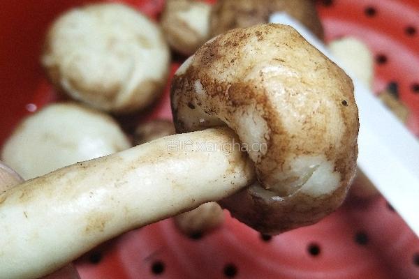 脏脏土豆馒头和香菇蘑菇馒头的做法图解13