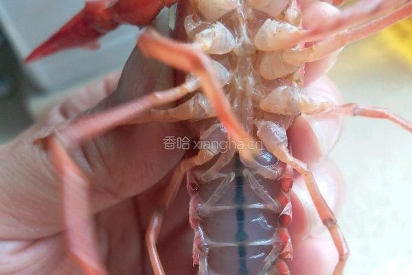 生猛龙虾的做法图解2