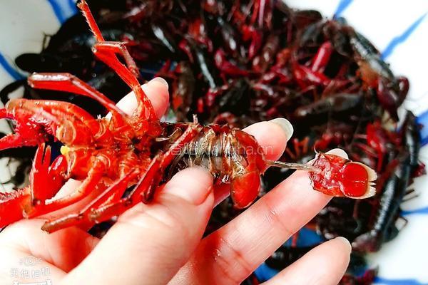 香辣龙虾的做法图解8