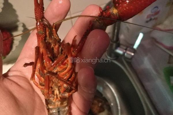 蒜香小龙虾的做法图解1