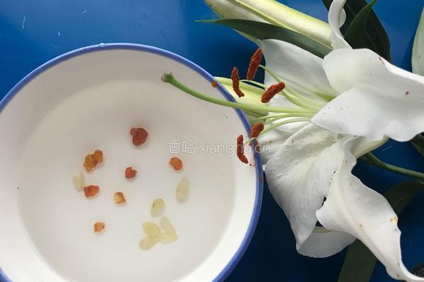 银耳红枣桃胶羹的做法图解2