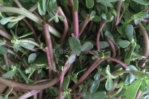 香辣苋菜饼的做法图解1