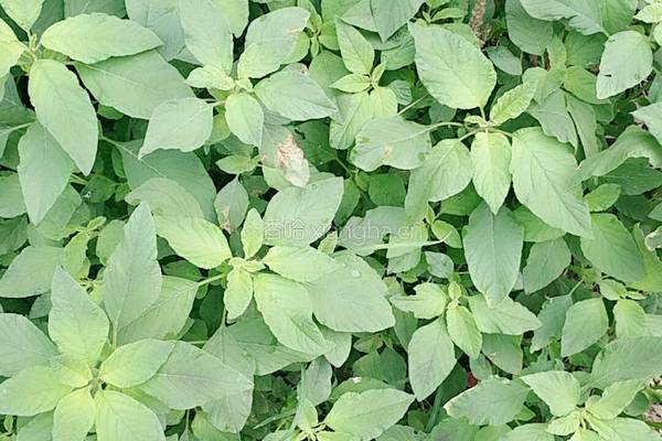 凉拌野苋菜的做法图解1