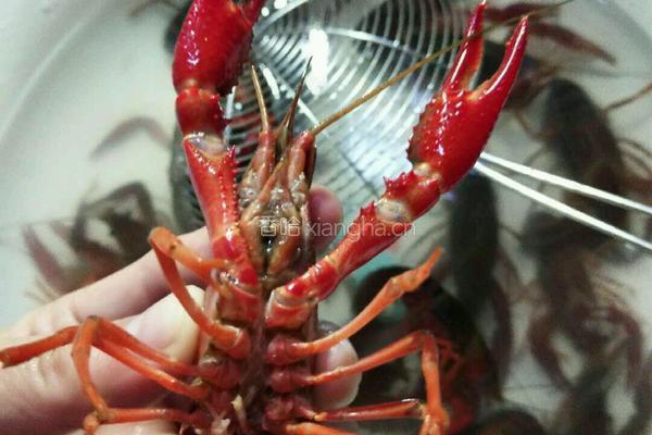 啤酒小龙虾的做法图解4