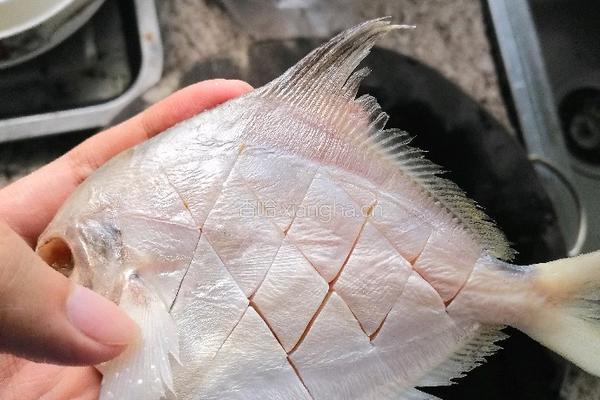 相煎白鲳鱼的做法图解2