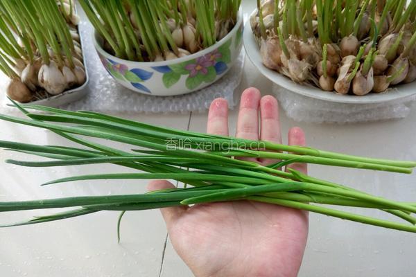 蒜苗豆腐大虾汤的做法图解2