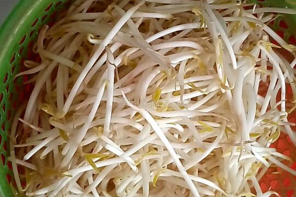 豆芽炒肉末的做法图解1
